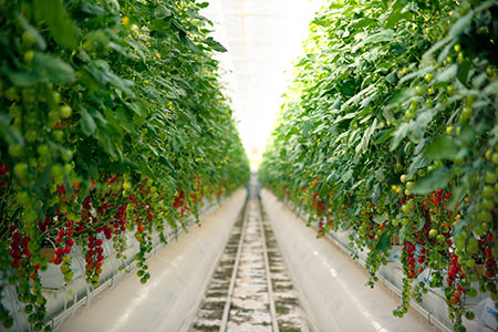 Pure Harvest Greenhouse row of plants